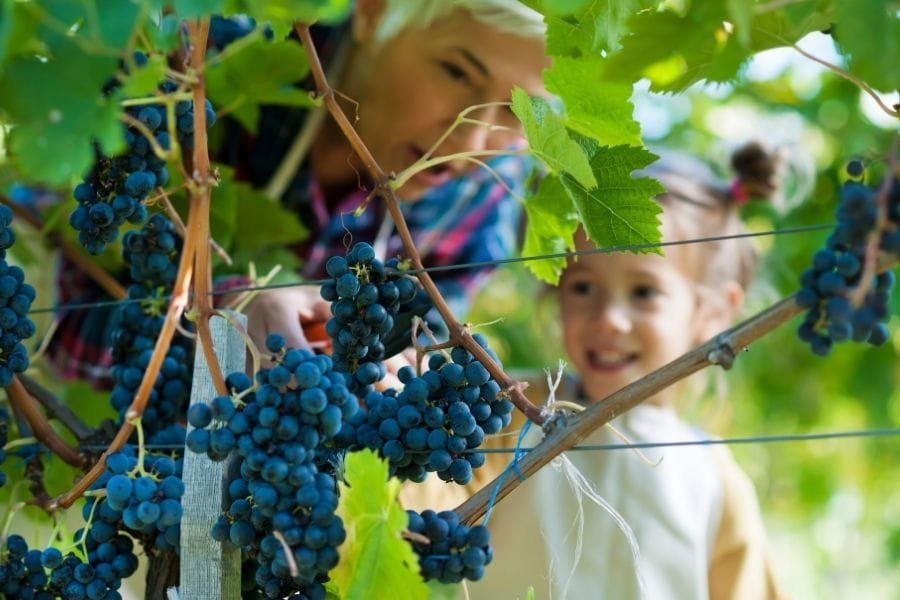 family business success stories: vinery